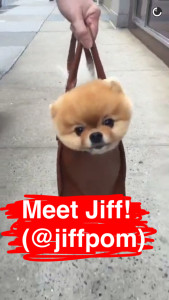 A snap from Jiff's Snapchat (jiffpom)