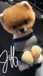 A snap from Jiff's Snapchat (jiffpom)