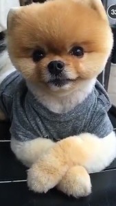A snap from Jiff's Snapchat (jiffpom)